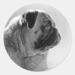 Adesivo Pug no perfil