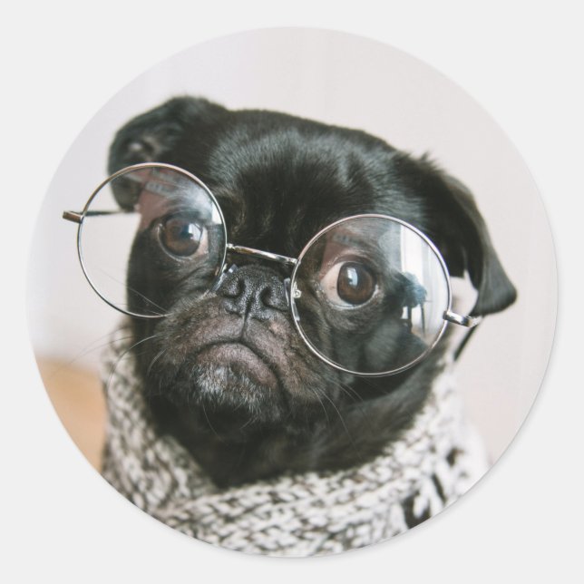 Adesivo Pug preto bonito com foto de cão de óculos (Frente)