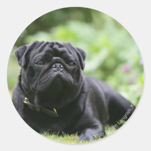 Adesivo Pug preto que estabelece