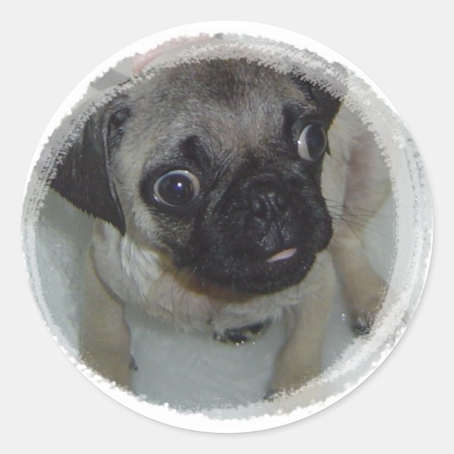 Adesivo Pug Puppy (Frente)