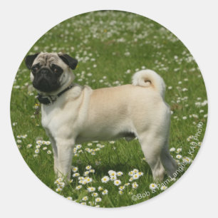 Adesivo Pug que joga nas flores