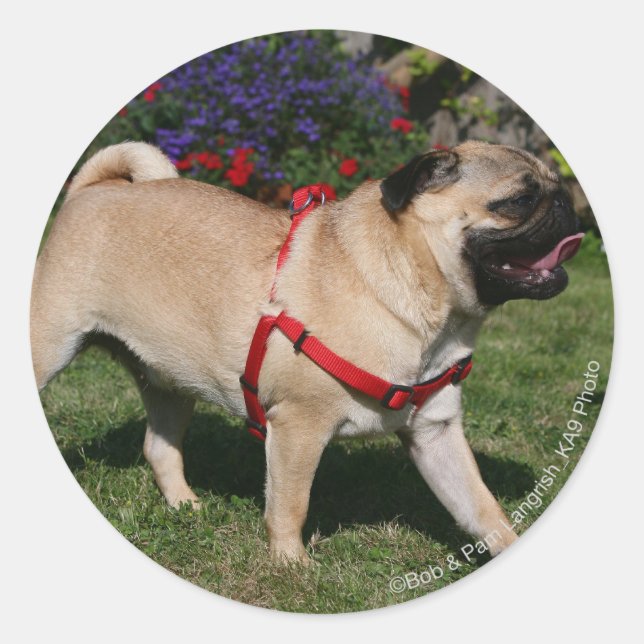 Adesivo Pug Vestindo o Harness Vermelho (Frente)