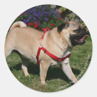 Pug Vestindo o Harness Vermelho