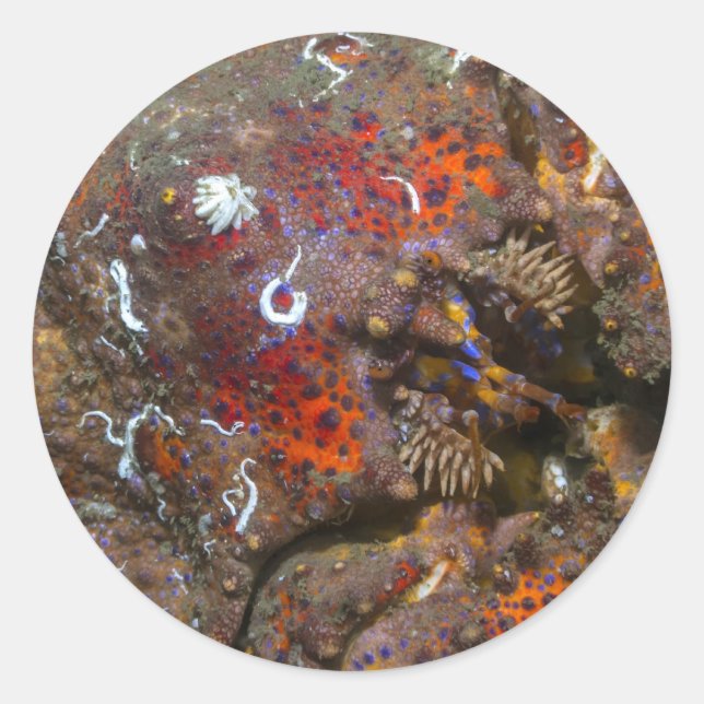 Adesivo Puget Sound King Crab Sticker (Frente)