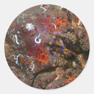 Adesivo Puget Sound King Crab Sticker