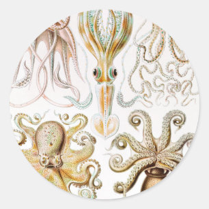 Adesivo Pula de Octopus, Gamochonia por Ernst Haeckel