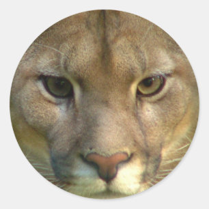 Adesivo Puma Mountain Cat Stickers