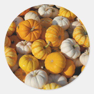 Adesivo Pumpkins