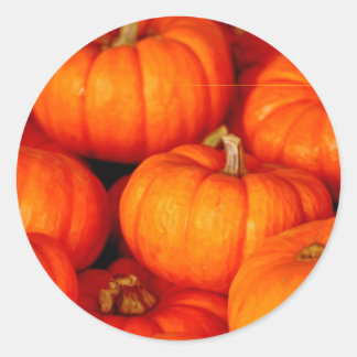 Adesivo Pumpkins