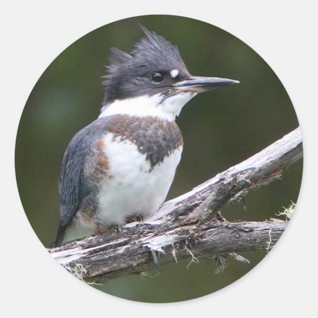 Adesivo punhal (Frente)