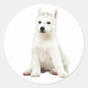 Adesivo "Pup Perfection - Adorable Dog Stickers
