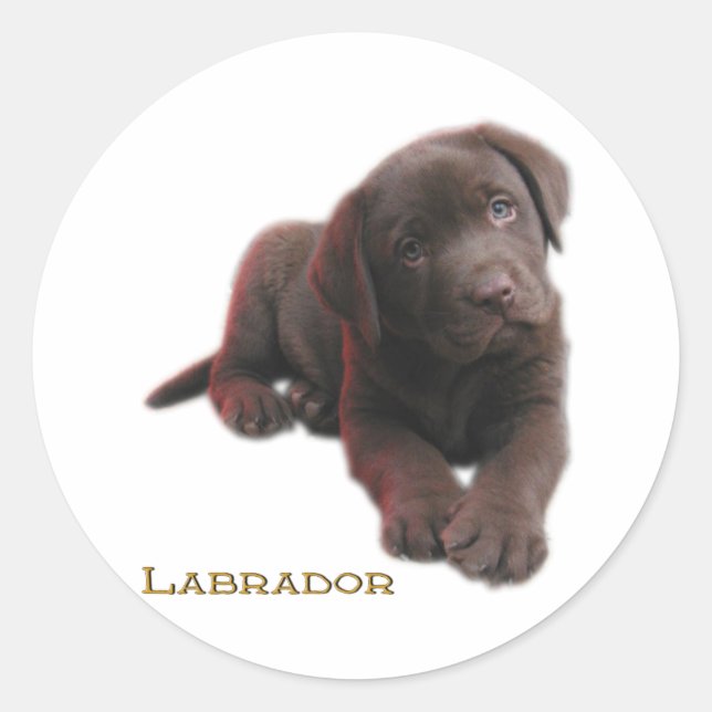 Adesivo Puppy Lab (Frente)