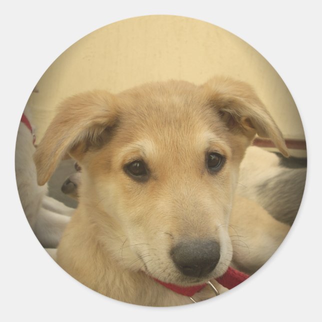 Adesivo Puppy Love: Melhor Amigo do Homem (Frente)