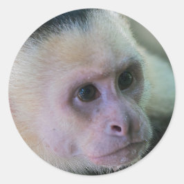 Adesivo Pura vida para macaco-prego com cara branca