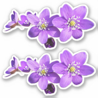 Adesivo Purple Anemone Hepatica Flowers Vinyl Sticker