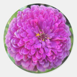 Adesivo Purple Dahlia
