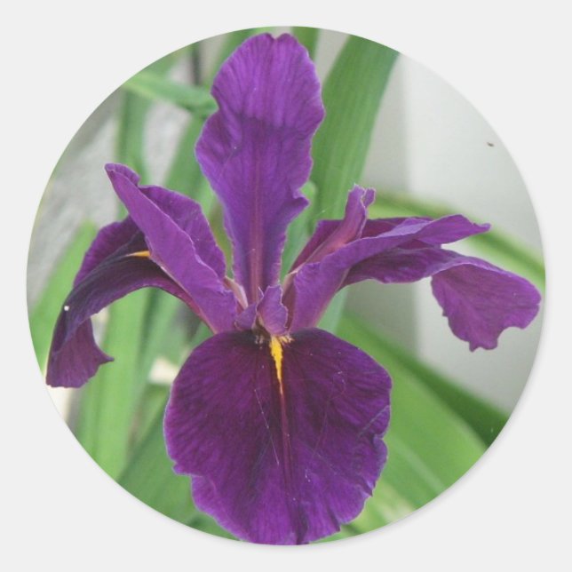 Adesivo Purple Iris (Frente)
