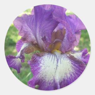 Adesivo Purple Iris