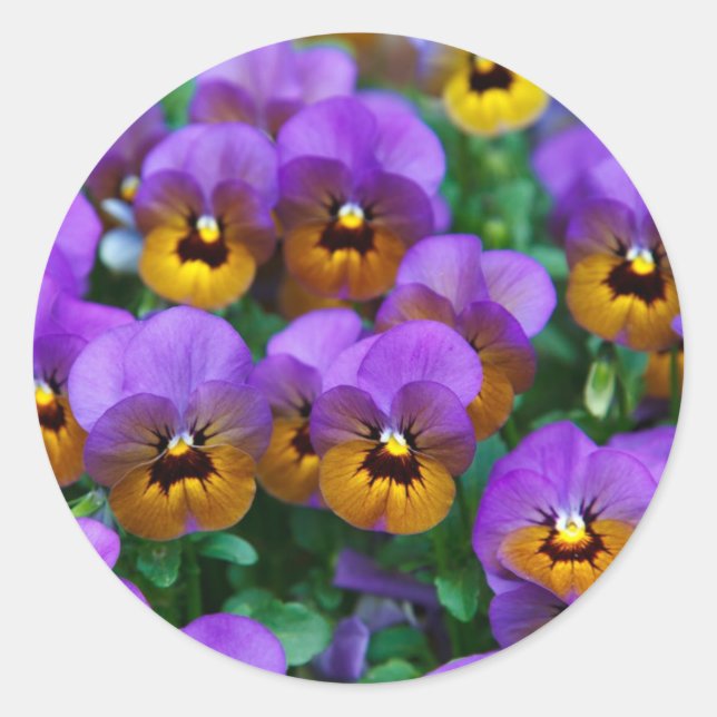 Adesivo Purple Pansies (Frente)