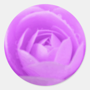 Adesivo Púrpura Camellia Sticker