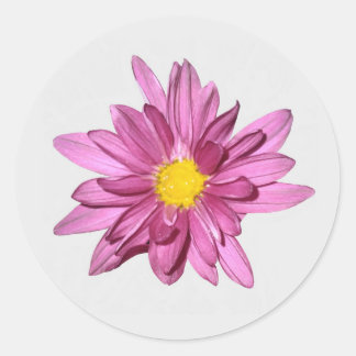 Adesivo Púrpura clara de Gerbera Stickers
