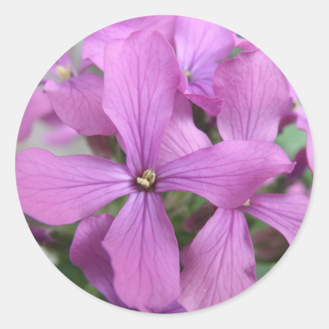 Adesivo Púrpura Flores Selvagens (Frente)