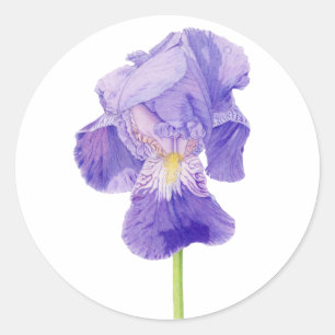 Adesivo Púrpura Iris Sticker