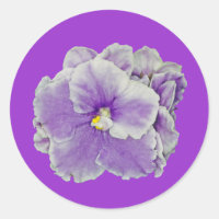 Púrpura Violeta Africana