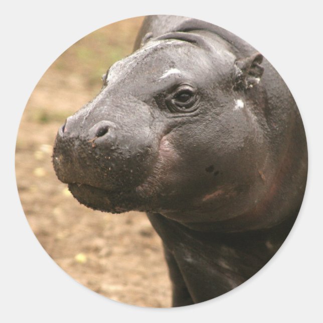 Adesivo Pygmy Hippo Sticker (Frente)