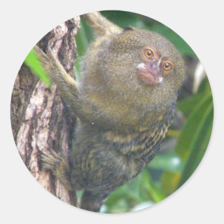 Adesivo Pygmy Marmoset