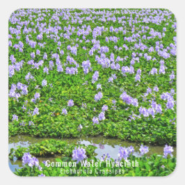 ADESIVO QUADRADO ホテイアオイ