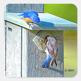 Adesivo Quadrado 020 Bluebird Nesting Sticker 1.5x1.5 Folha de 20