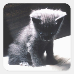 ADESIVO QUADRADO 24117556