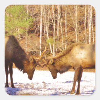 Adesivo Quadrado 2~ 2 Bull Elk na neve