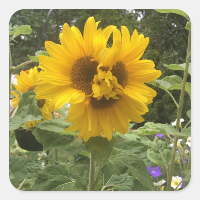 Adesivo Quadrado 3 girassol com cabeça (Frente)