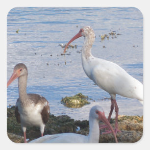 Adesivo Quadrado 3 Ibis na praia da Florida Bay