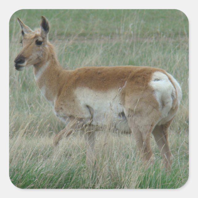 Adesivo Quadrado A31 Pronghorn Antelope Doe (Frente)