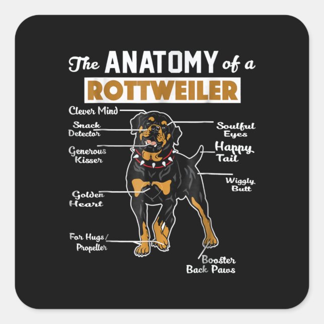 Adesivo Quadrado A Anatomia De Um Rottweiler | Pão-Cão Legal (Frente)