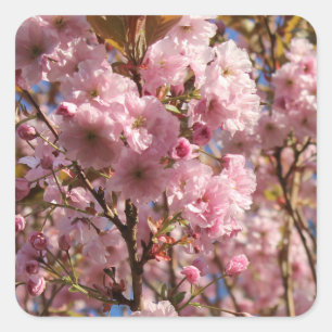 Adesivo Quadrado A cor Primavera brilhante da cereja floresce
