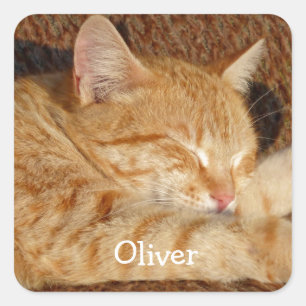 Adesivo Quadrado A foto do animal de estimação personalizado