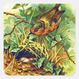 Adesivo Quadrado A ilustração do vintage do ninho do pisco de pei