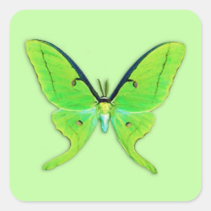Adesivo Quadrado A mariposa Luna sobre fundo verde pálido