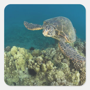 Adesivo Quadrado A Tartaruga Marinha Verde, (Chelonia mydas), é a 2