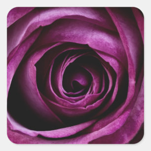 Adesivo Quadrado A violeta bonita aumentou