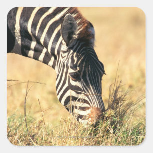 Adesivo Quadrado A zebra 2 de Burchell