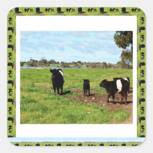 Adesivo Quadrado Abaixo das Gerações de Vacas Galloway,