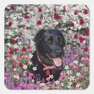 Adesivo Quadrado Abby in Flowers - Black Lab Dog