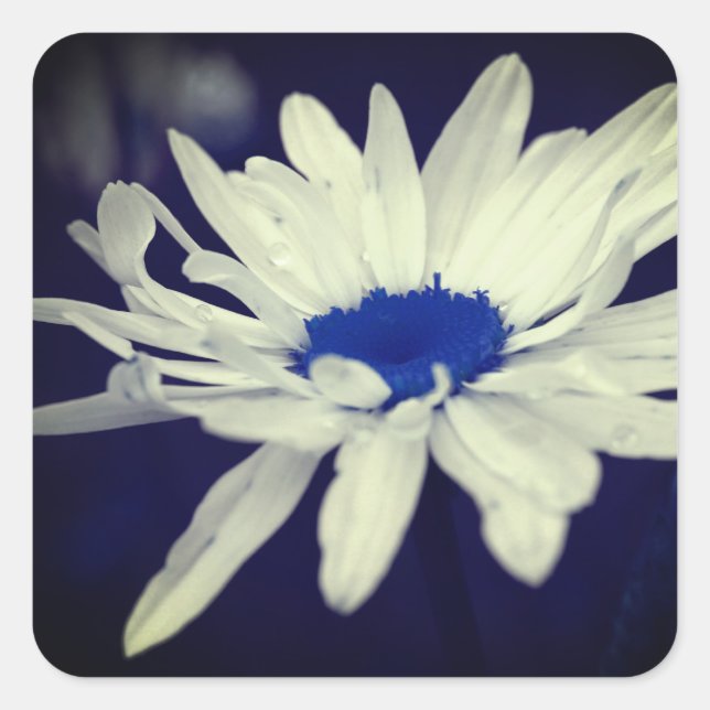 Adesivo Quadrado Abstrato Daisy Blue Center Flower Art (Frente)