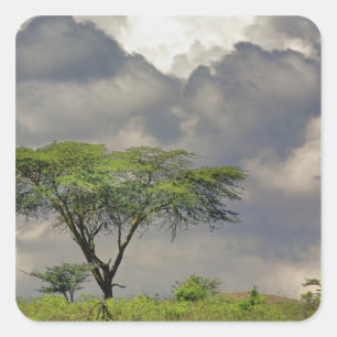 Adesivo Quadrado Acácia Espinho de Guarda-Chuva, Acacia tortilis, e