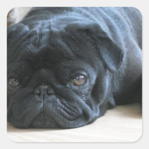 Adesivo Quadrado Acessórios personalizados para cachorrinho Pug pre
